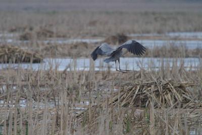 Blue Heron-1221.jpg