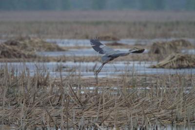 Blue Heron-1227.jpg