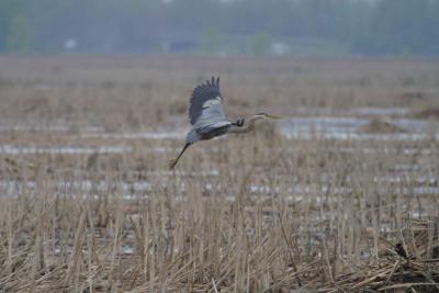 Blue Heron-1228.jpg