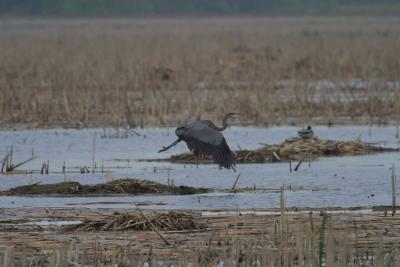 Blue Heron-1231.jpg