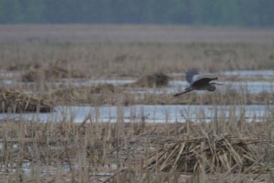 Blue Heron-1234.jpg