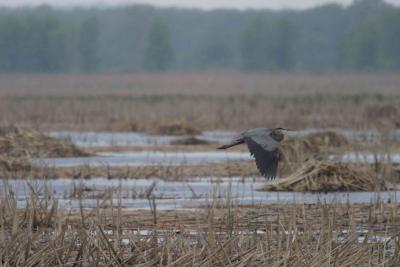 Blue Heron-1235.jpg