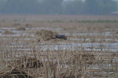 Blue Heron-1236.jpg