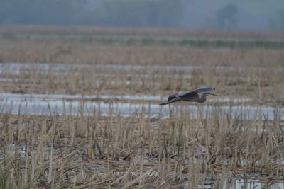 Blue Heron-1237.jpg