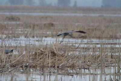 Blue Heron-1238.jpg