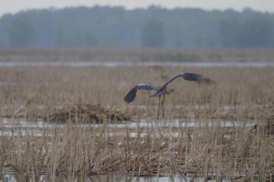 Blue Heron-1239.jpg