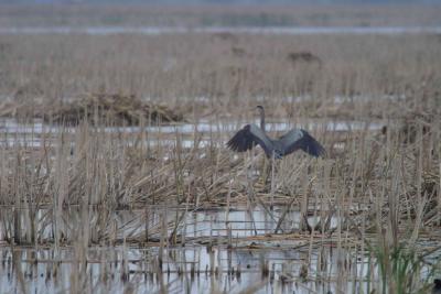 Blue Heron-1240.jpg