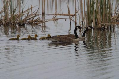 Canada Geese-1274.jpg