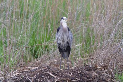 Great Blue Heron-1283.jpg