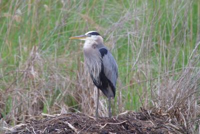 Great Blue Heron-1289.jpg