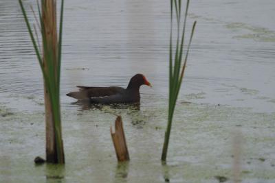 Moorhen-1304.jpg