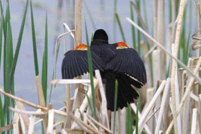 Red Winged Black Bird-1315.jpg