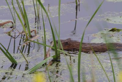 Muskrat-1321.jpg