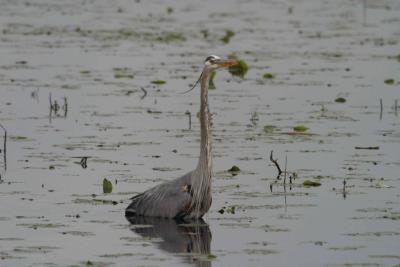 Blue Heron-1332.jpg