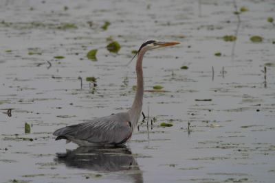 Montezuma National Wildlife Refuge, NY