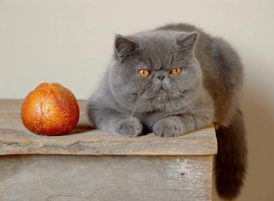 Cats and Oranges