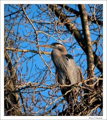 Great Blue Heron Reserve