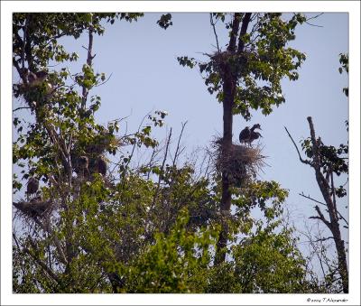 Great Blue Heron Reserve