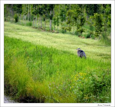 Great Blue Heron Reserve