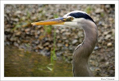 Great Blue Heron Reserve