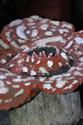 The biggestflower-Rafflesia ֨Ӧh