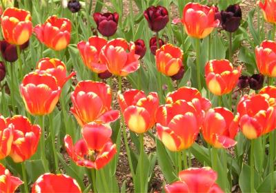 Tulips at Brooklyn Botanic Garden