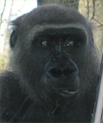 Ape at the Bronx Zoo