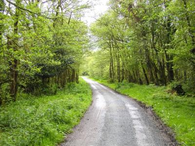 Road to Killarney