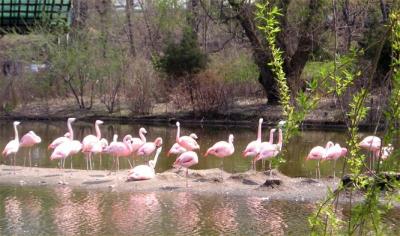 Flamingoes at the Bronx Zoo