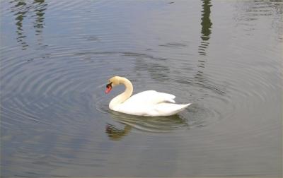 Hampton swan