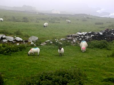 Dingle sheep