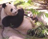 Baby panda at the San Diego zoo