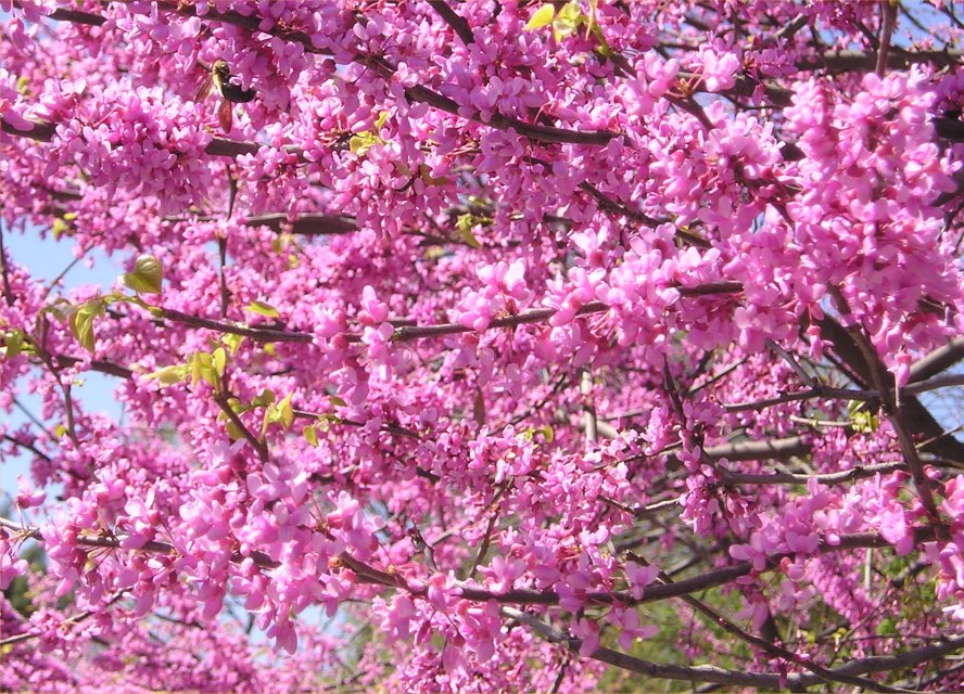 Blossoms in Central Park