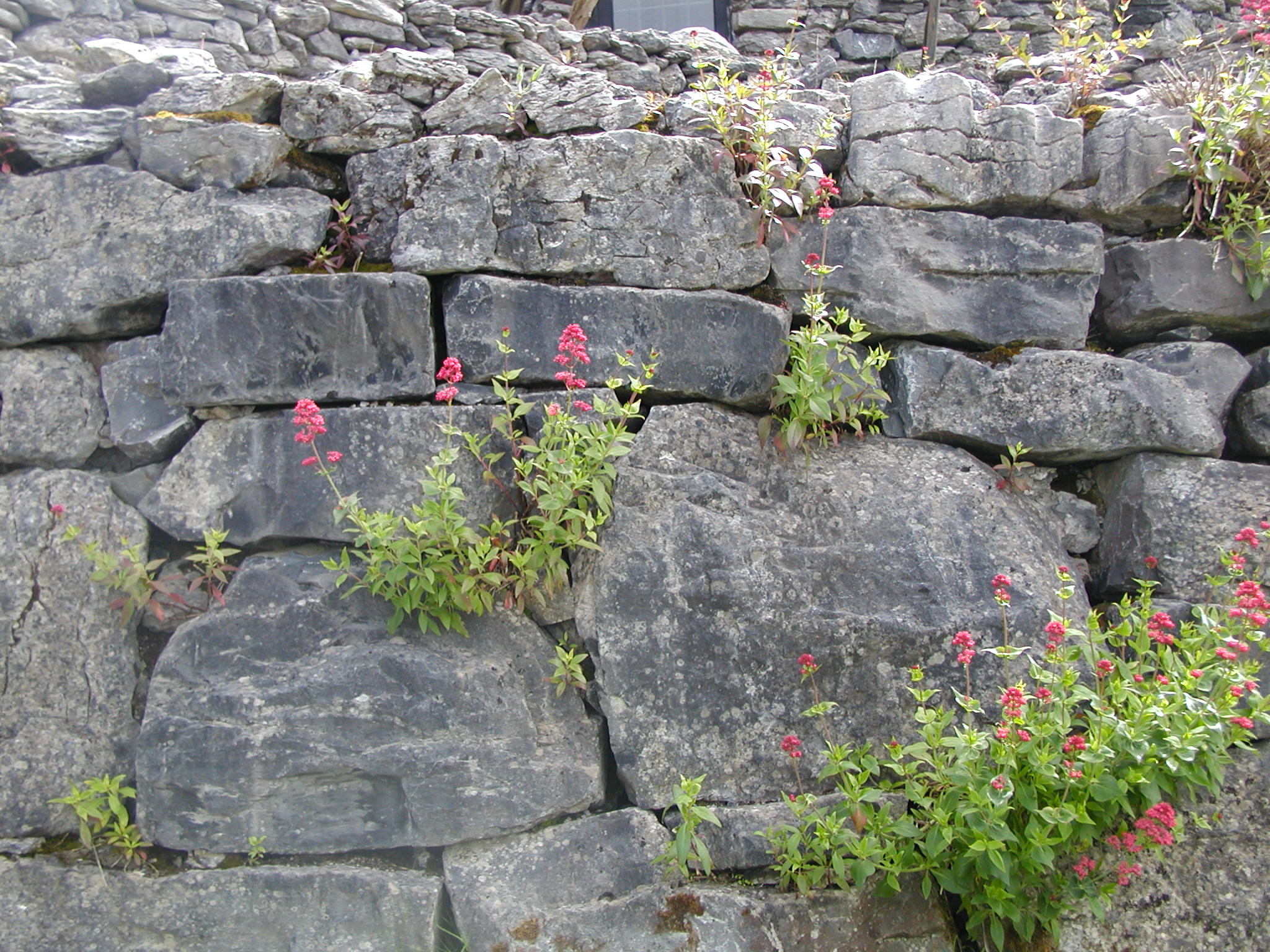 Burren wall