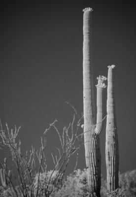 ir saguaros.jpg