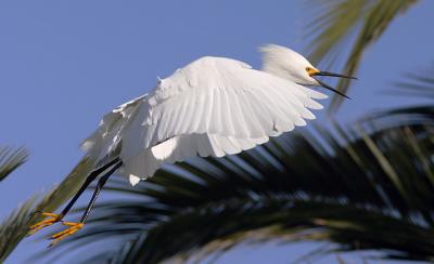 Snowy Egret, breeding