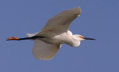 Snowy Egret, breeding