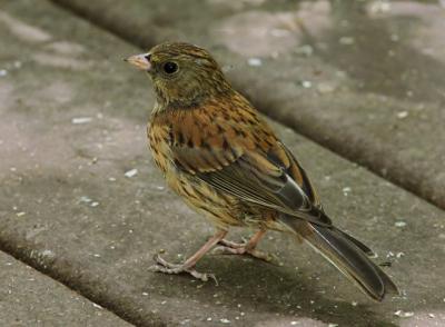 Dark-eyed Junco, juvenile, 2004