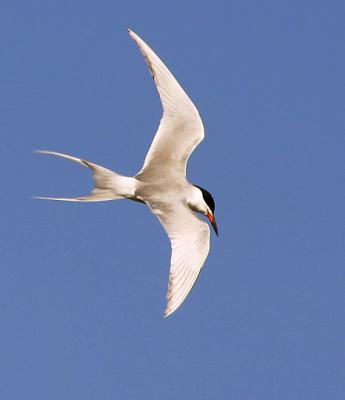 Forster's Tern, adult flying