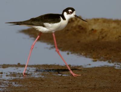 Black-necked Stilt, female