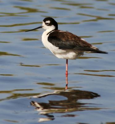 Black-necked Stilt, female