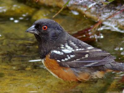 Spotted Towhee, male