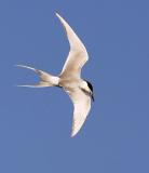 Forsters Tern, adult flying