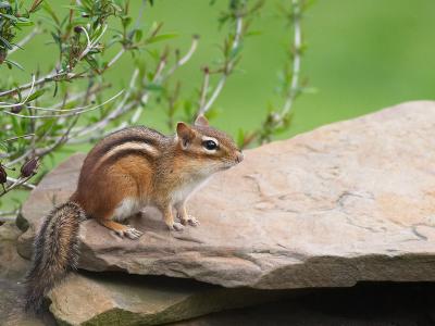 Chipmunk Pose.jpg