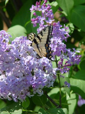 Tigertail Butterfly & Lilacs