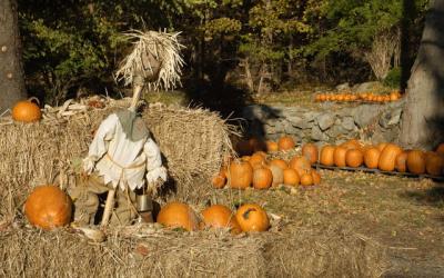 Pumpkin Man