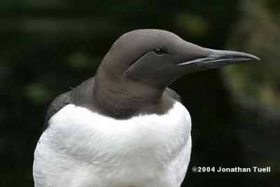 CommonMurre.JPG