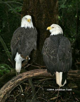 BaldEagles.JPG