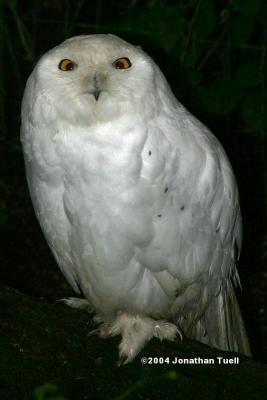 SnowyOwl.JPG