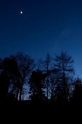 #046 Moon Over the Trees